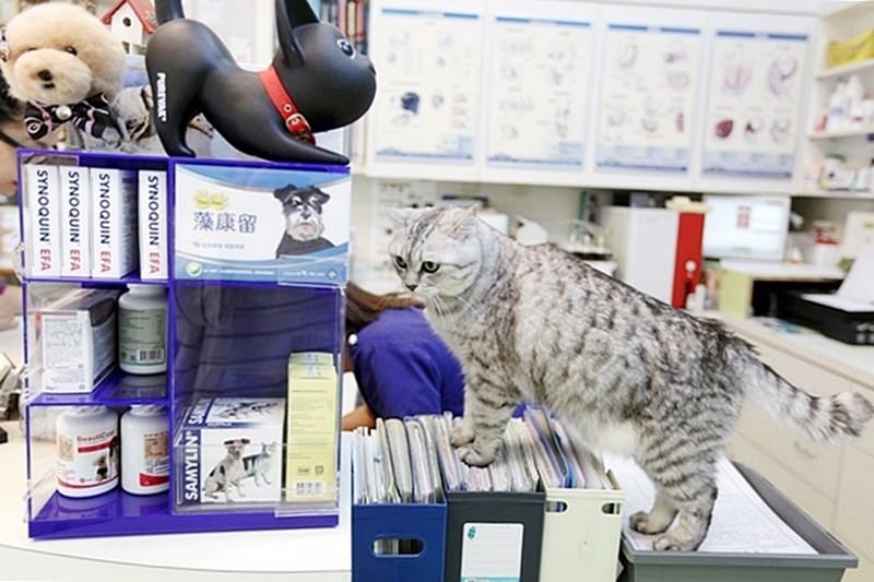 台中 | 劍橋動物醫院 南屯推薦動物醫院 心臟超音波檢查 寵物健康檢查更精確