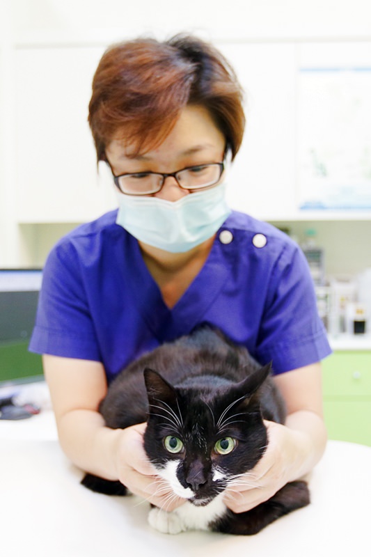 台中 | 劍橋動物醫院 南屯推薦動物醫院 心臟超音波檢查 寵物健康檢查更精確