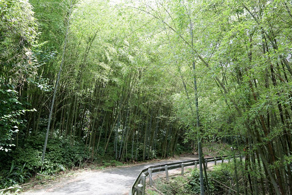 嘉義龍眼 茶園風光有如在拍廣告 龍眼彩虹木棧道必遊 純樸靜謐的緩慢生活