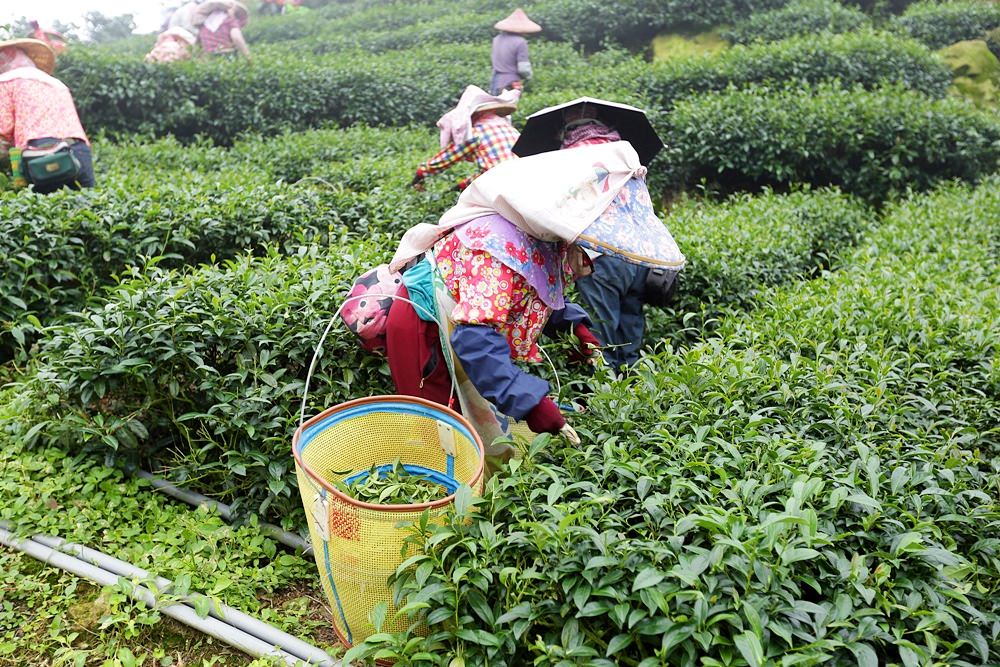 嘉義龍眼 茶園風光有如在拍廣告 龍眼彩虹木棧道必遊 純樸靜謐的緩慢生活