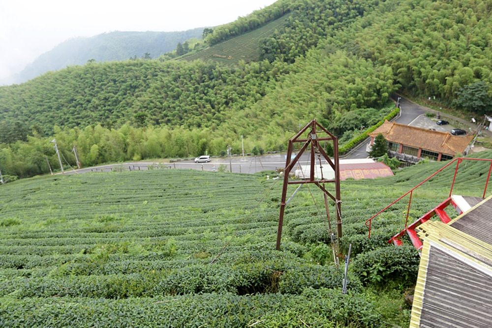 嘉義龍眼 茶園風光有如在拍廣告 龍眼彩虹木棧道必遊 純樸靜謐的緩慢生活