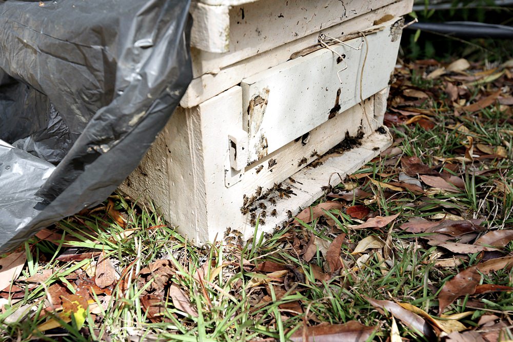 佳風蜜復育台灣野蜂的故事 原來野蜂蜜是這樣採 被萬隻野蜂包圍場面很壯觀