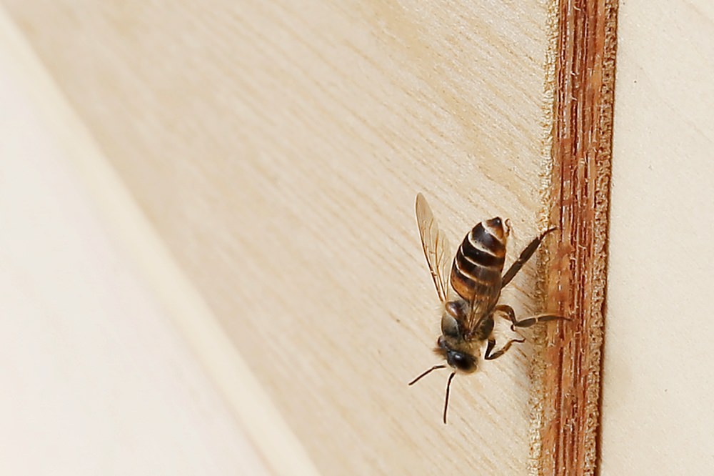 佳風蜜復育台灣野蜂的故事 原來野蜂蜜是這樣採 被萬隻野蜂包圍場面很壯觀