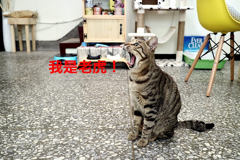 貓頭牌 療癒咖啡廳 爆萌貓咪乳霜茶+貓咪港點 你忍心把可愛貓咪吃下肚嗎？