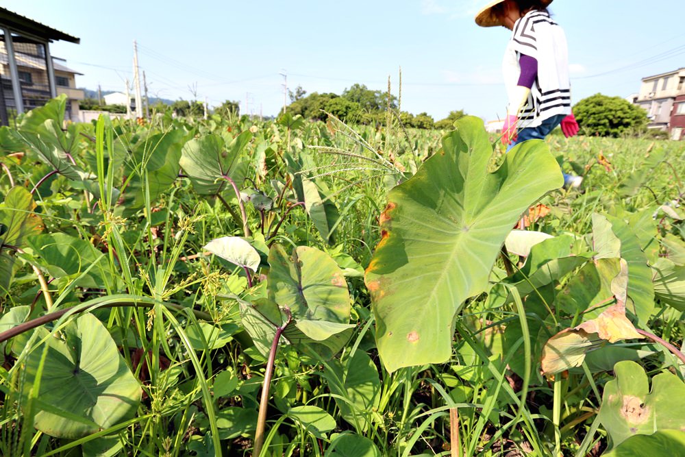 苗栗公館一日遊 大推油礦陳列館 去田裡拔芋頭的手感好療癒 還有超好買公館農會必逛