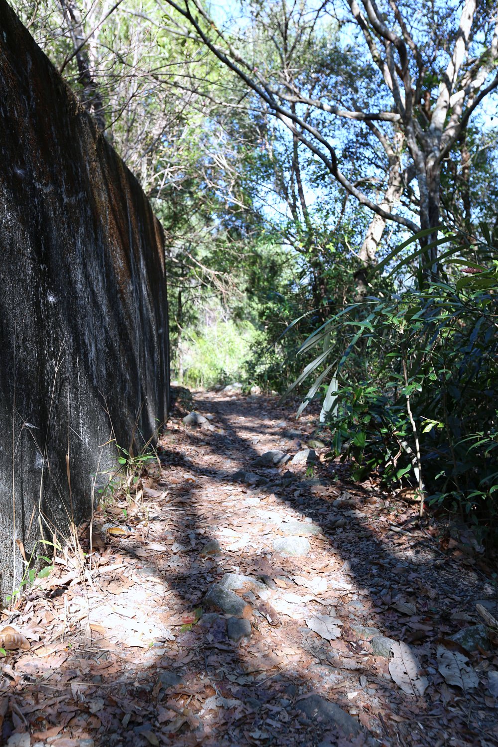 谷關景點 德芙蘭步道 被林蔭包圍的綠色步道 谷關必訪溫泉步道