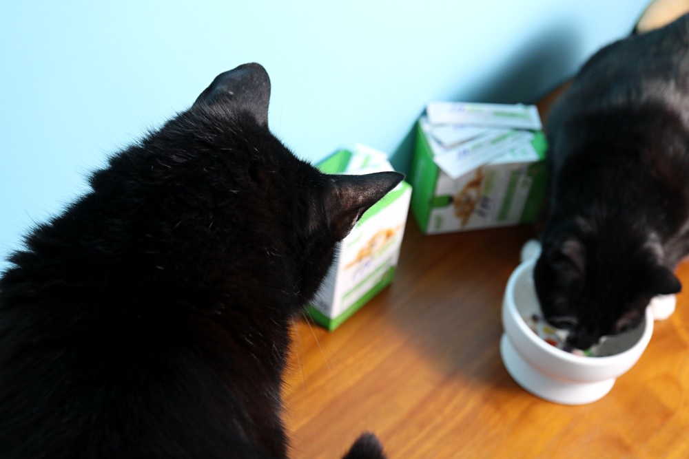 IN-Plus 貓用益生菌保養品 貓咪腸胃道也需要好菌保養 還添加牛磺酸喔！