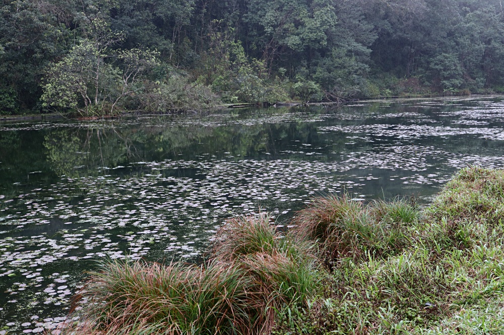 福山植物園 來場和野生動物不期而遇的清新約會吧！宜蘭森林生態秘境