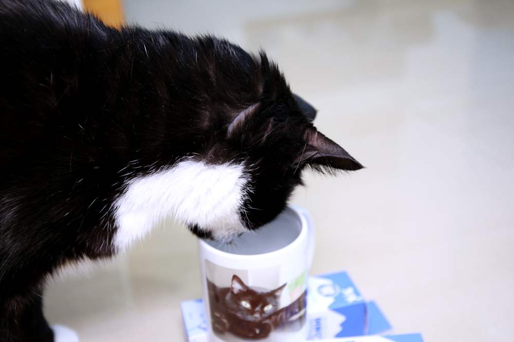 IN-Plus好好益菌潔牙噴噴 用噴的、加在水裡都行 保護貓口腔健康就這麼簡單！