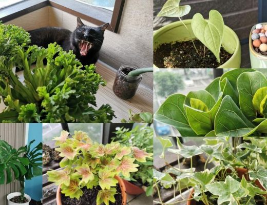 選對植物，都市小陽台也能滿滿綠意！新手好種植物、網紅植物、台中園藝店及必買IKEA花架