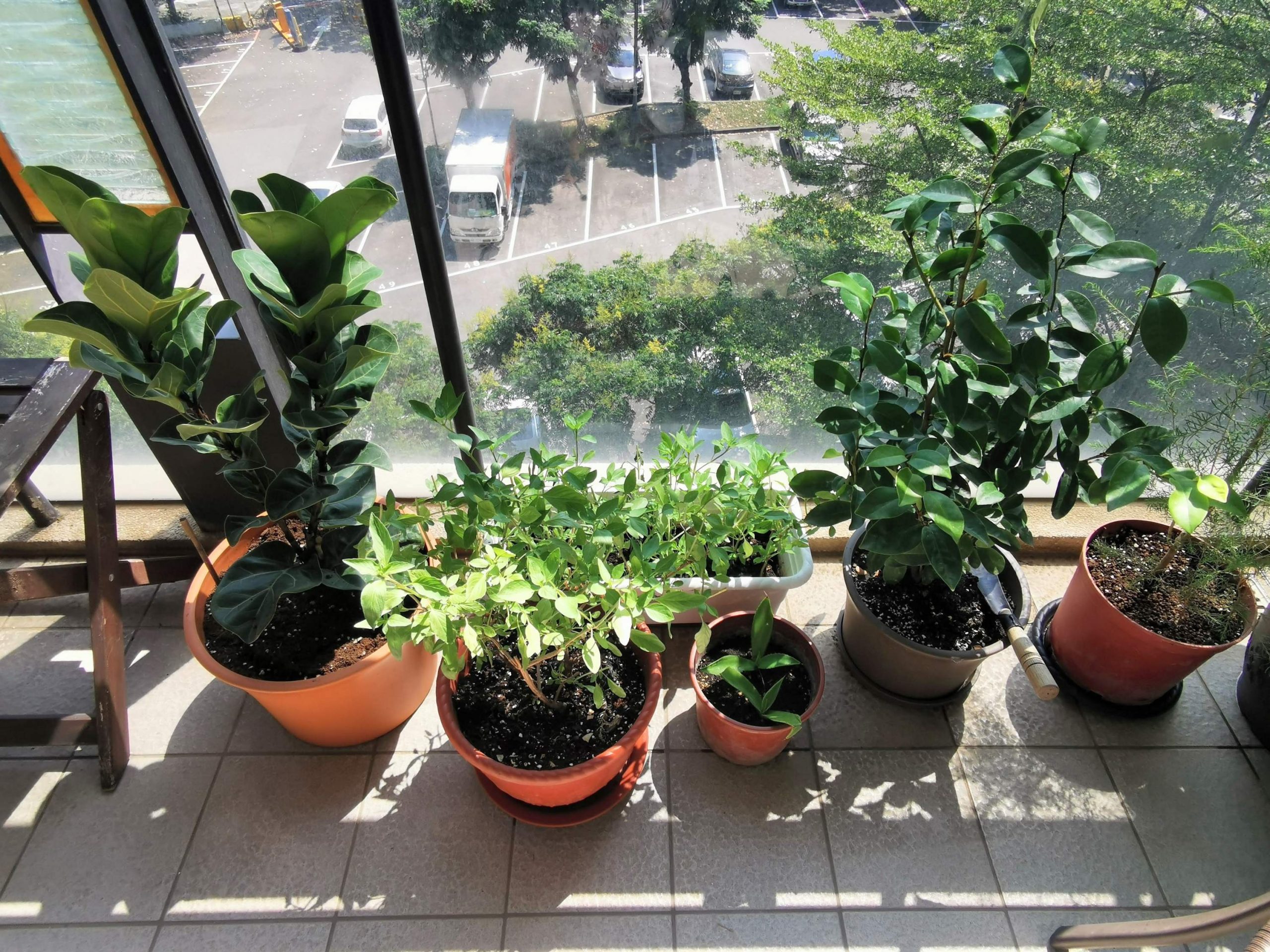 選對植物，都市小陽台也能滿滿綠意！新手好種植物、網紅植物、台中園藝店及必買IKEA花架