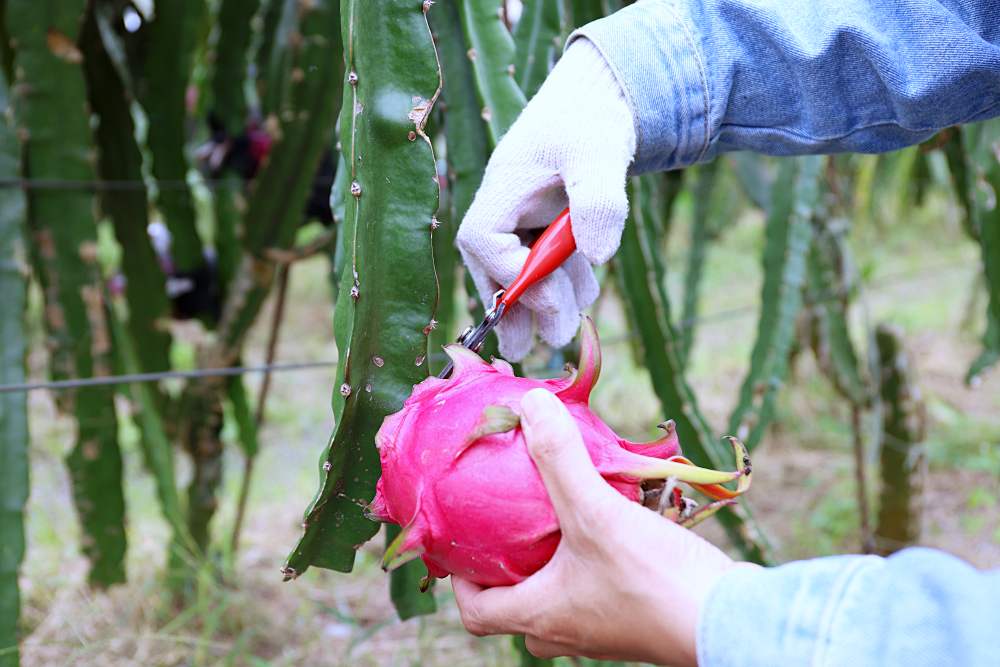 雲林一日農村遊 摘水果挖芋頭採生菜 品嚐在地無菜單料理 讓你大喊林北卡好的深度玩法！
