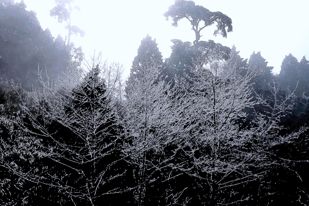 太平山森林遊樂區 如仙境的世外桃源 最美見晴步道 薄霧中的翠峰湖
