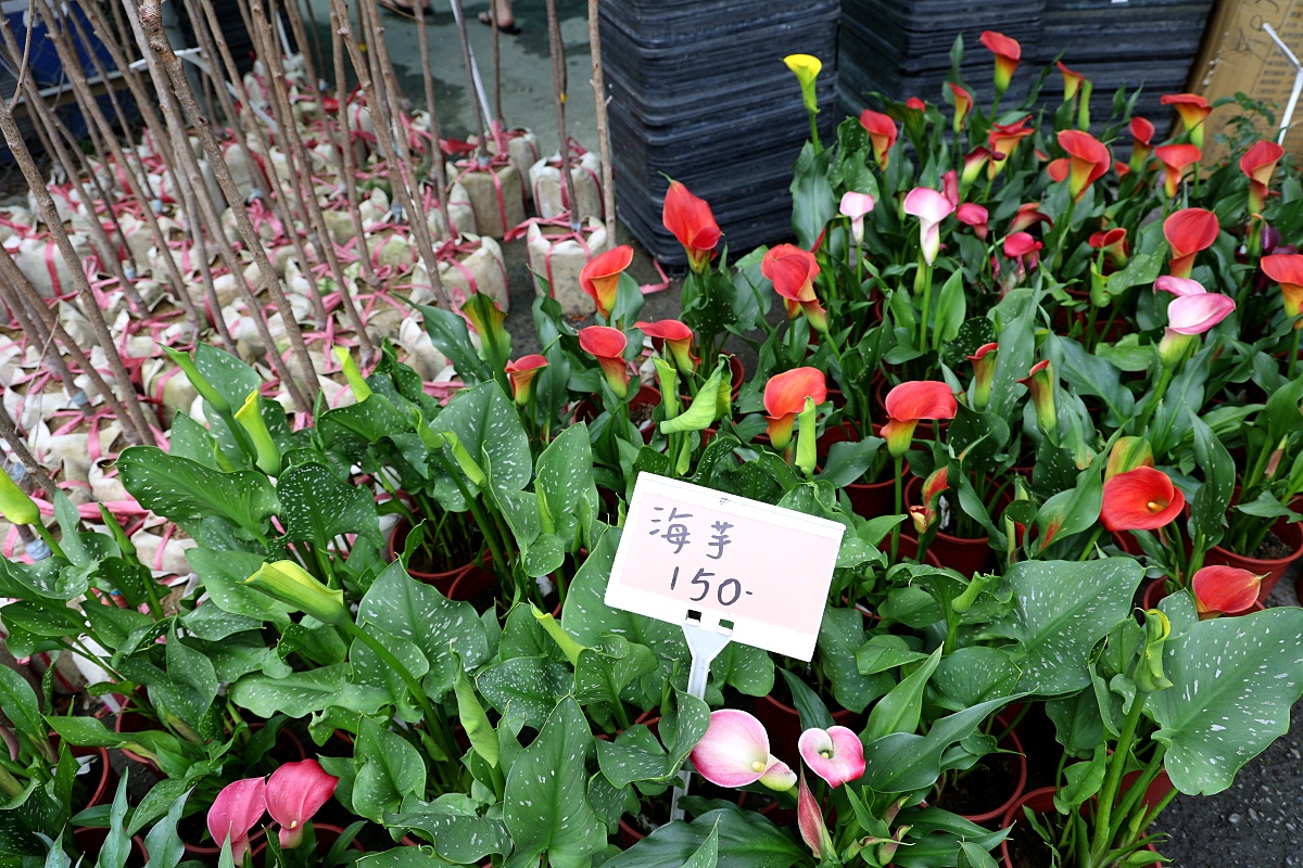 八角農園 台中市最好逛花市沒有之一，小品盆栽7盆100元