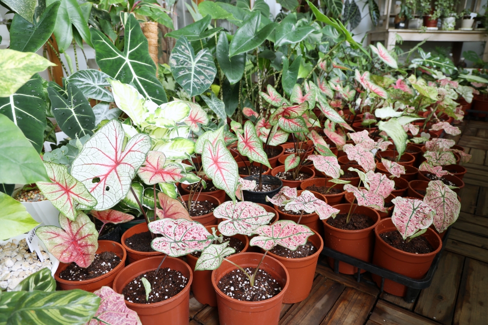 植間森林 | 柳川畔的觀葉植物店，台中雨林植物 彩芋葉大集合，近第五市場