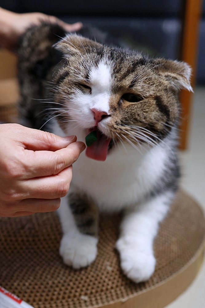 樂透beaphar | 樂透貓咪機能餡餅7個口味好多選擇，兼具營養與嗜口性的貓零食推薦！