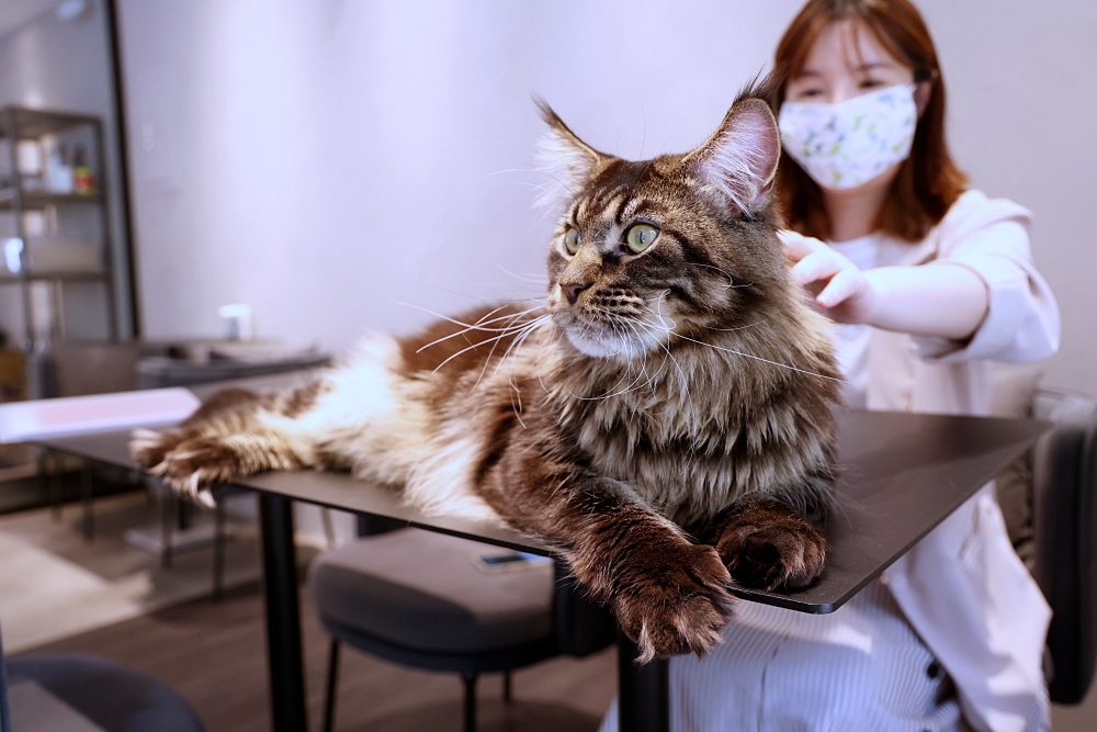 喵屋專業咖啡 | 網美系貓咖啡廳，20隻親人貓咪陪伴超療癒，精品咖啡香氣好迷人！