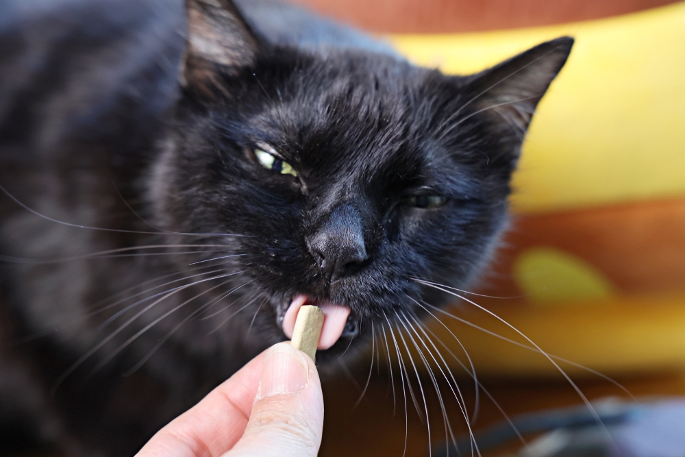 IN-Plus好好益菌潔牙系列 | 用噴的、用喝的、用吃的、用啃的都可以，全系列搭配全方位保護貓口腔健康！
