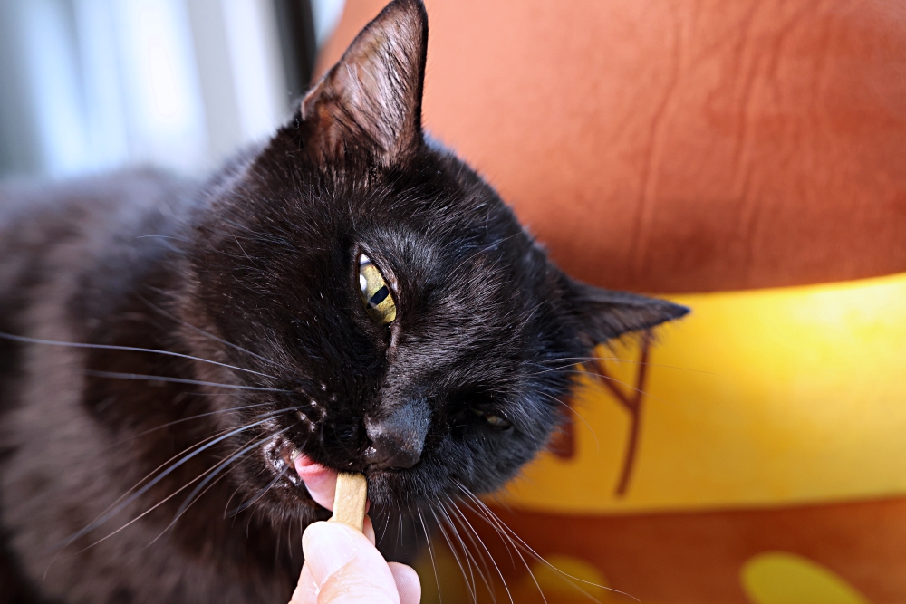 IN-Plus好好益菌潔牙系列 | 用噴的、用喝的、用吃的、用啃的都可以，全系列搭配全方位保護貓口腔健康！