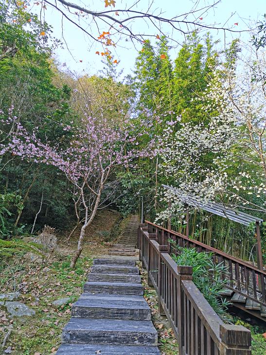 圓潭自然生態園區 | 入門級森林瀑布步道，平坦好走還能賞櫻花賞螢火蟲，嘉義免門票景點