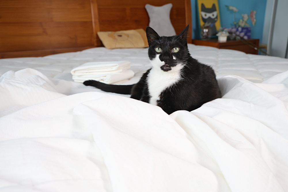 德瑞克名床 | 會呼吸的物理防蟎防水保潔墊，提供10天完整試睡服務，寵物家庭保潔墊推薦！