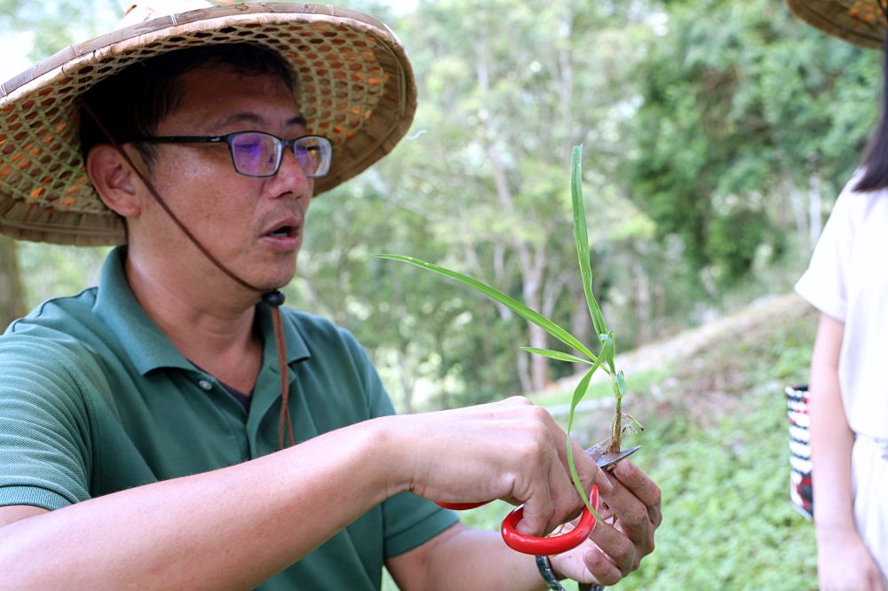 台東太麻里金針山休閒農業區 | 金針山花季到10月中，周邊景點美食住宿推薦