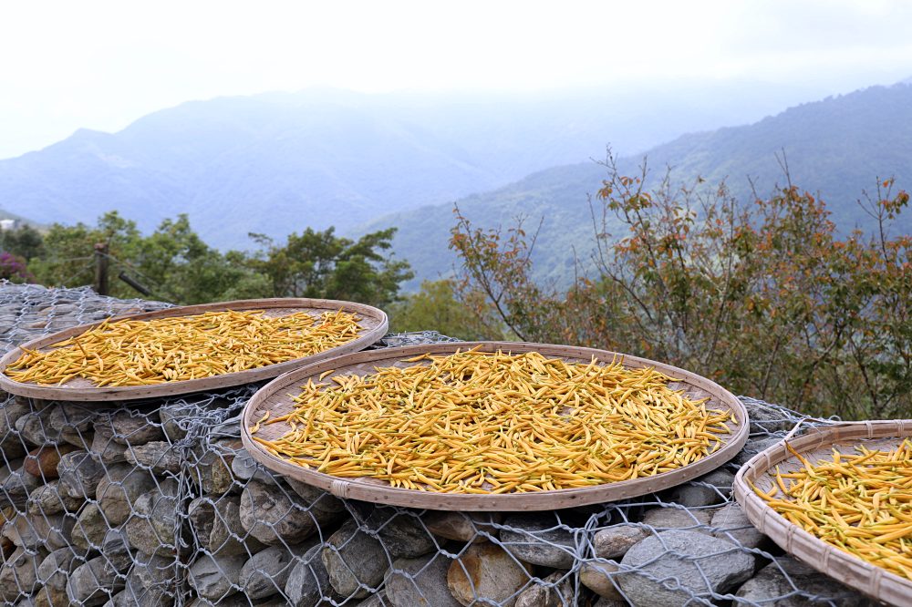 台東太麻里金針山休閒農業區 | 金針山花季到10月中，周邊景點美食住宿推薦