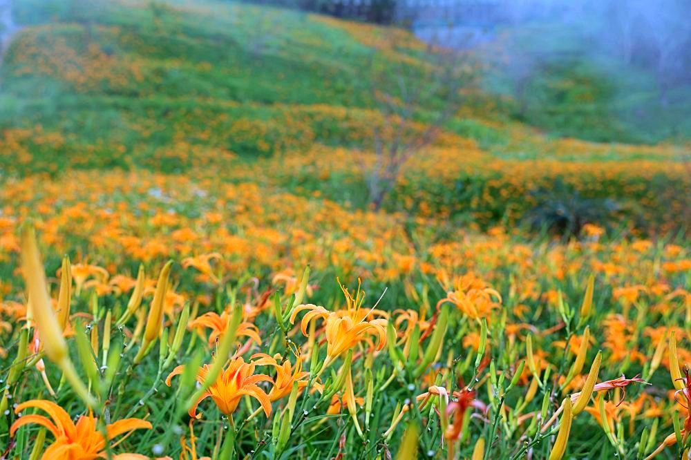 台東太麻里金針山休閒農業區 | 金針山花季到10月中，周邊景點美食住宿推薦