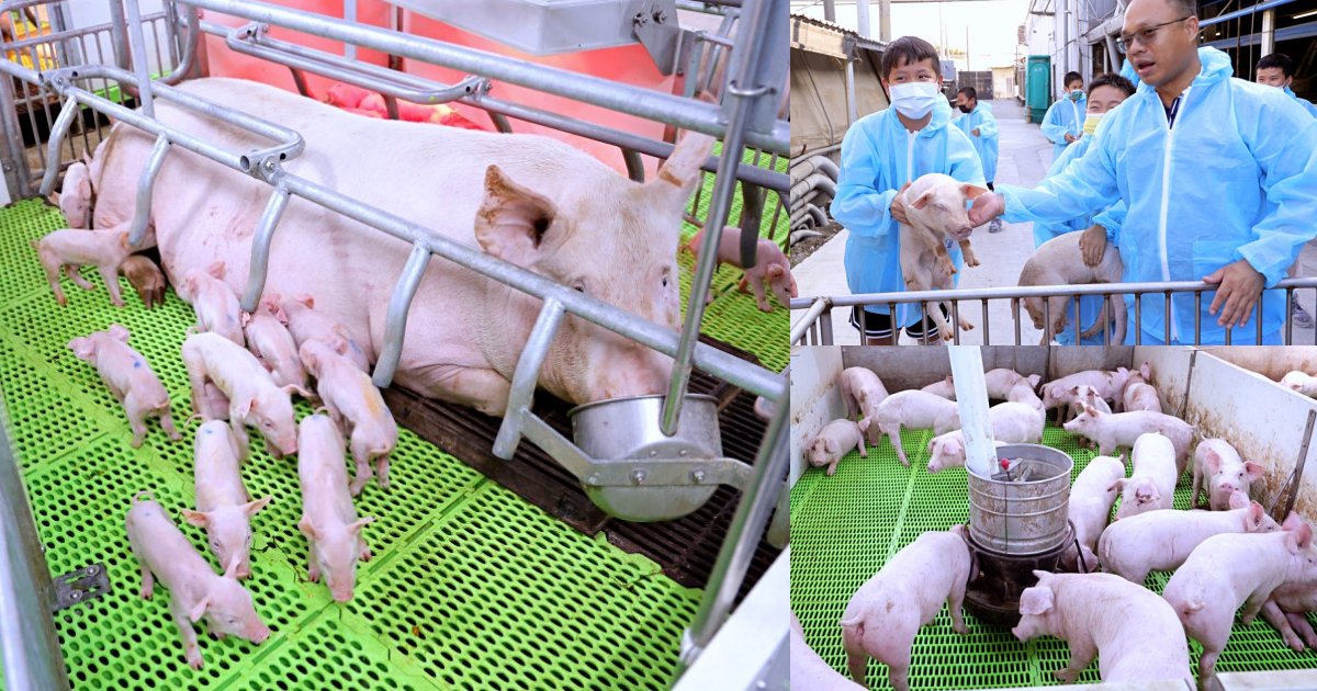 立富畜牧場 | 揚名國際的智慧綠色養豬場，科技管理、友善飼養健康豬！