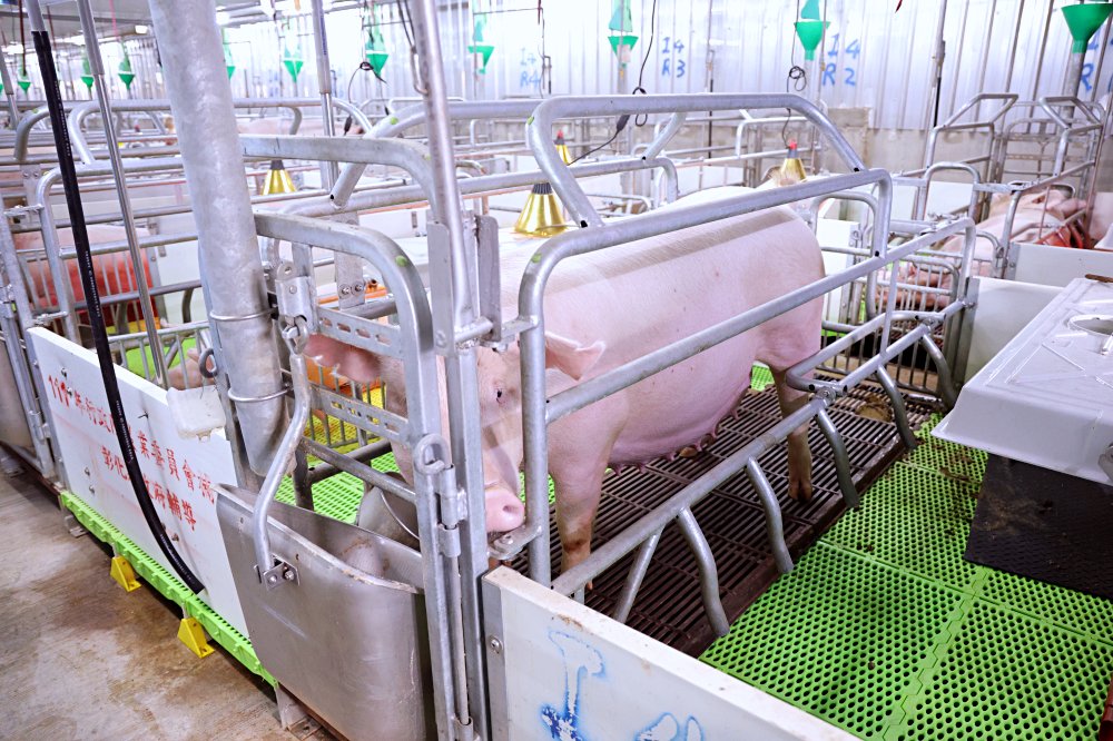 立富畜牧場 | 揚名國際的智慧綠色養豬場，科技管理、友善飼養健康豬！