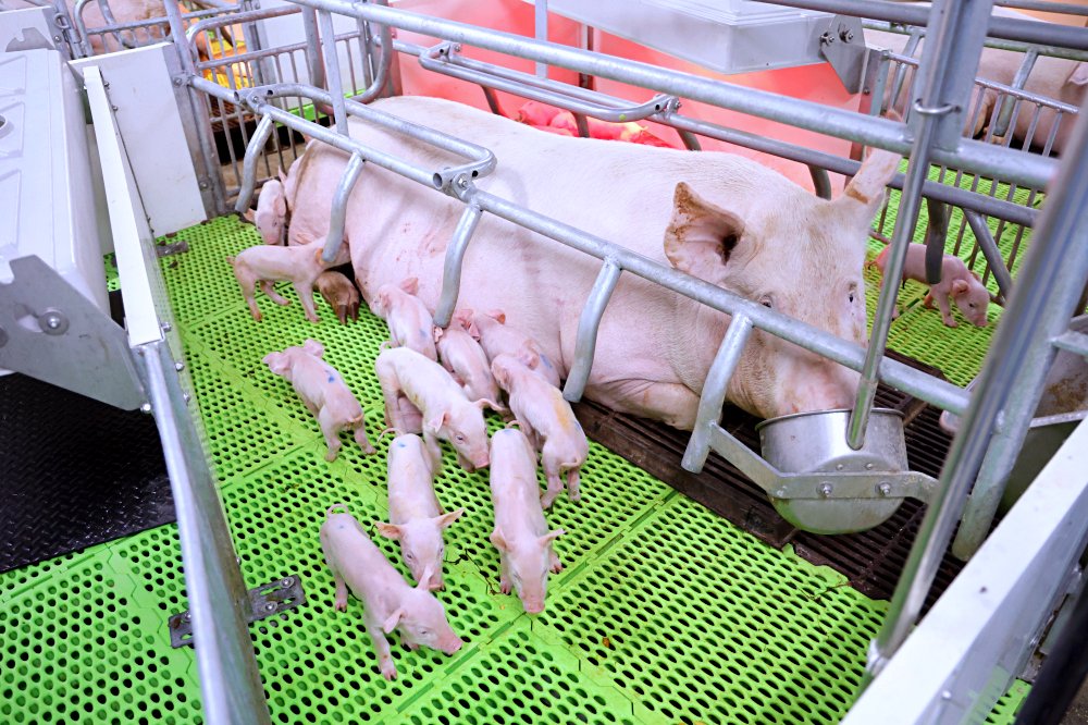 立富畜牧場 | 揚名國際的智慧綠色養豬場，科技管理、友善飼養健康豬！
