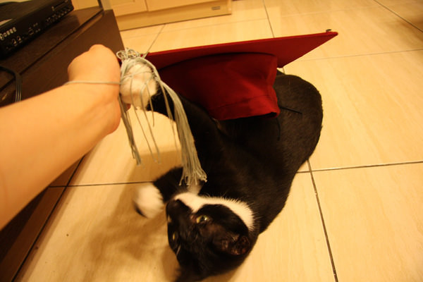 貓事。趣聞 | 畢業照