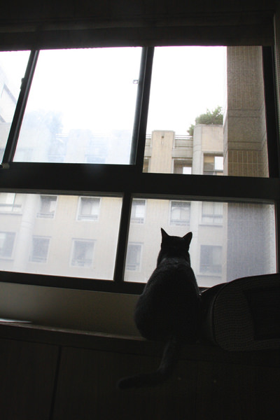 貓事。趣聞 | 窗外