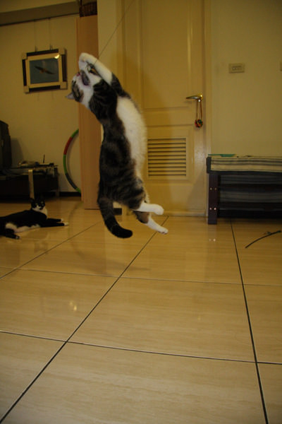貓事。趣聞 | 跳跳寶