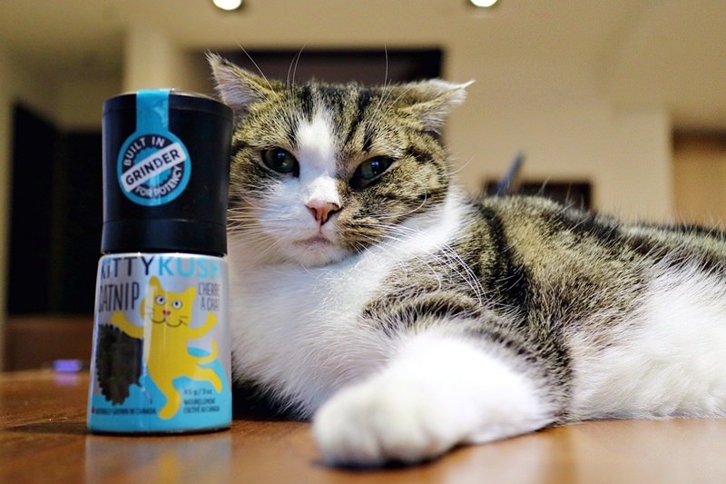 貓物 | KITTY KUSH貓草研磨罐 有貓人家必備 讓貓心大悅的好物