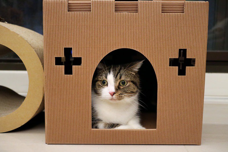 貓物 | 別墅喵屋+城堡喵屋 坐擁豪宅 貓咪從此過著幸福快樂的生活