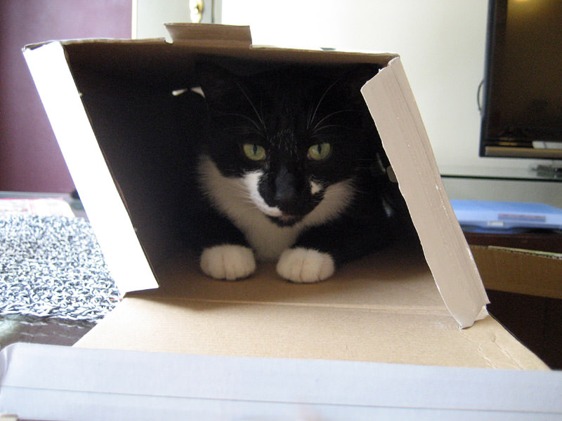 大貓坐大箱